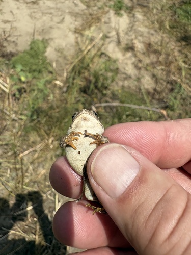 Woodhouse's Toad