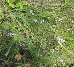 Astragalus austriacus