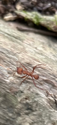 Acromyrmex octospinosus