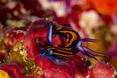 Roboastra gracilis