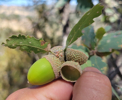 iNaturalist observation photo of Quercus berberidifolia × douglasii