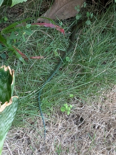 Speckled Racer