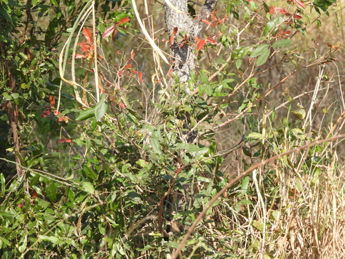 Ochna natalitia, photograph 2