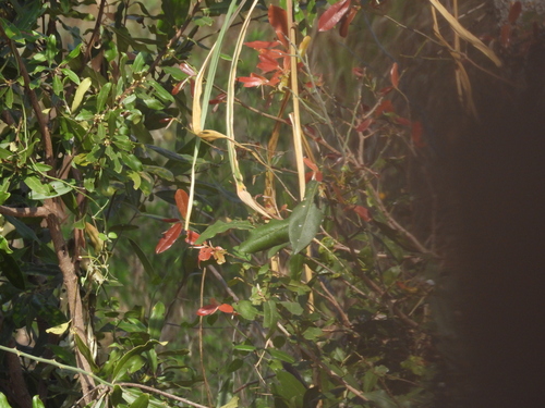 Ochna natalitia, photograph 3
