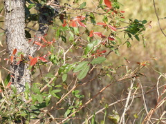 Ochna natalitia