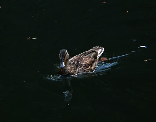 iNaturalist observation photo of Mallard