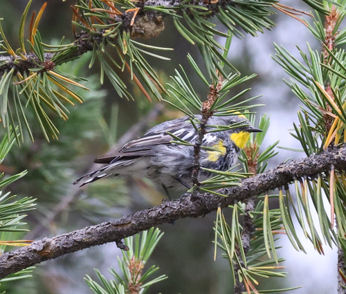 iNaturalist observation photo of Yellow-rumped Warbler