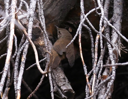 iNaturalist observation photo of Northern House Wren