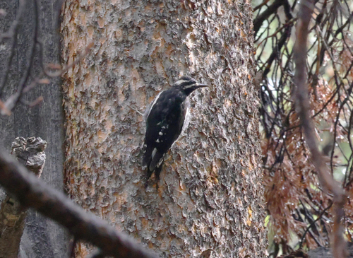 iNaturalist observation photo of Williamson's Sapsucker