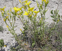 Linum ucranicum