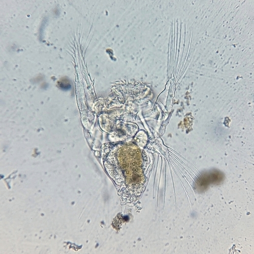 Hexarthra mira