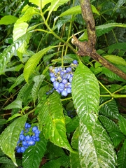 Palicourea cyanococca