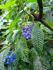 Palicourea cyanococca