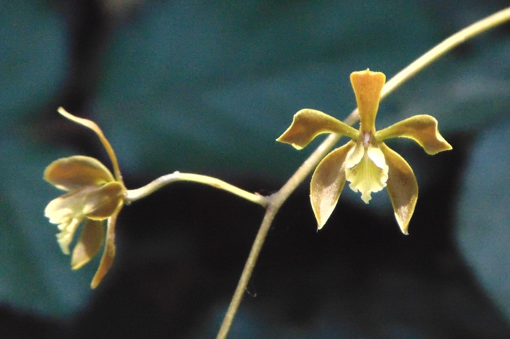 Encyclia calderoniae Soto Arenas