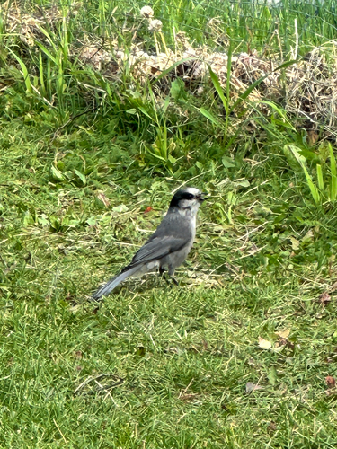 Canada Jay