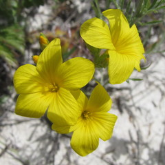 Linum ucranicum