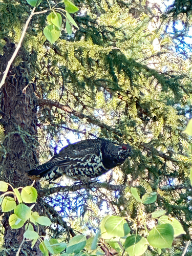 Spruce Grouse