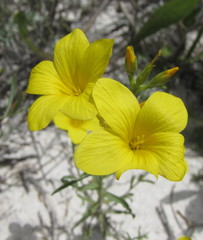 Linum ucranicum