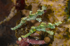 Solenostomus halimeda