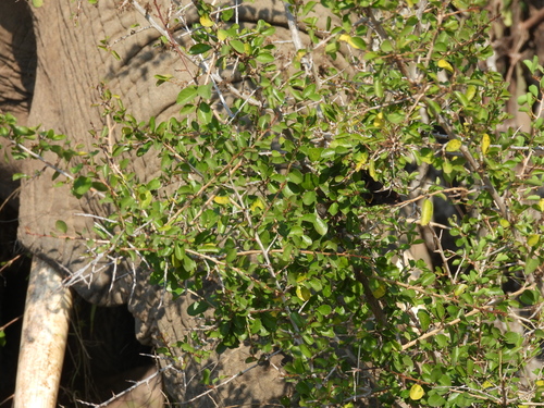 Flueggea virosa, photograph 5