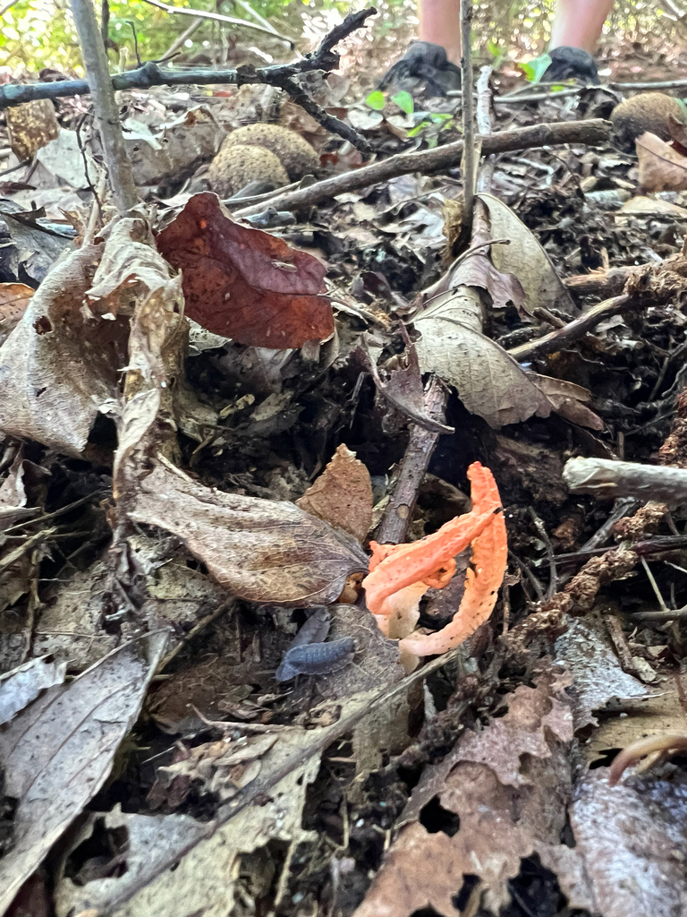 stinky squid · August 2026 · photo: Photo: (c) Deana Tempest Thomas, some rights reserved (CC BY) · iNaturalist