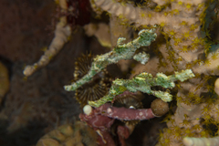 Solenostomus halimeda