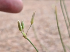 (c) jimmy, some rights reserved (CC BY) Thysanotus chinensis, photograph (c) jimmy, some rights reserved (CC BY)