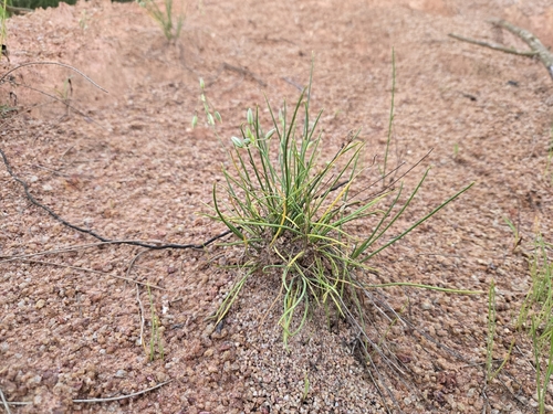 Thysanotus chinensis, photograph 3
