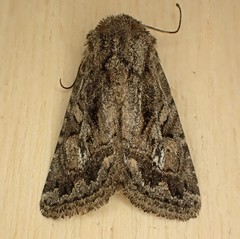 Ulolonche orbiculata