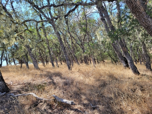 iNaturalist observation photo of Dumosae