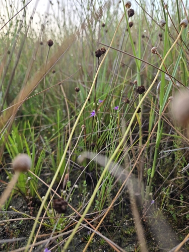 Utricularia caerulea, photograph 6