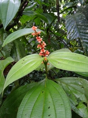 Miconia nervosa
