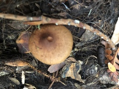 Pholiota multicingulata