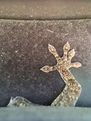 Gekko japonicus