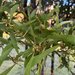 Acacia melanoxylon
