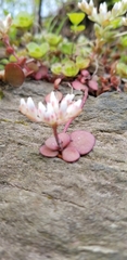 Sedum ternatum