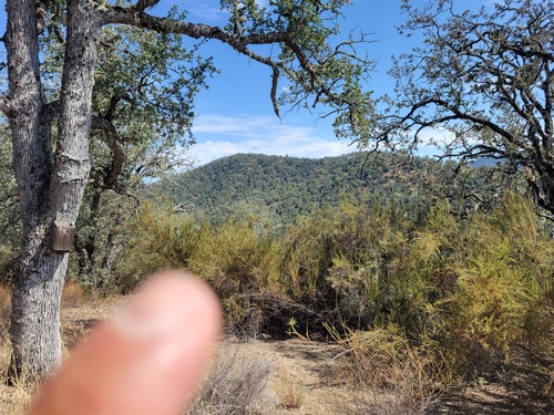 iNaturalist observation photo of chamise