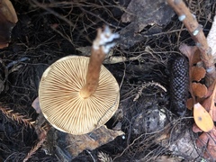 Pholiota multicingulata