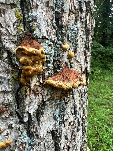 Mustard Yellow Polypore
