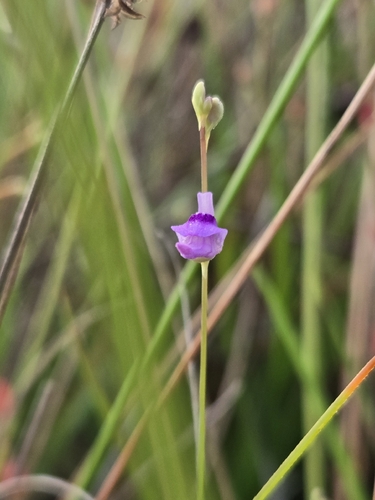 Utricularia caerulea, photograph 3