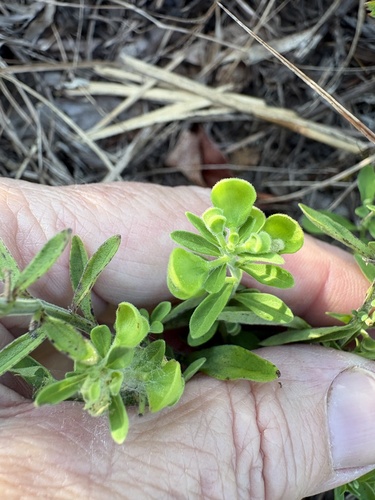 Scutellaria integrifolia, photograph 3