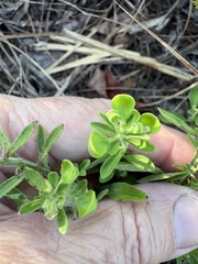 Scutellaria integrifolia, photograph author not stated, no rights reserved