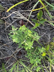 Scutellaria integrifolia, photograph author not stated, no rights reserved