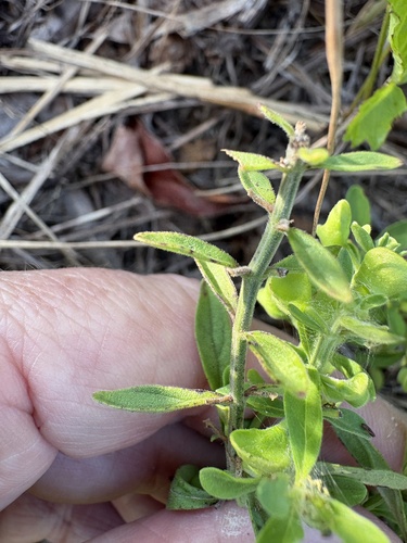 Scutellaria integrifolia, photograph 5