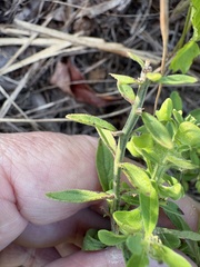 Scutellaria integrifolia, photograph author not stated, no rights reserved
