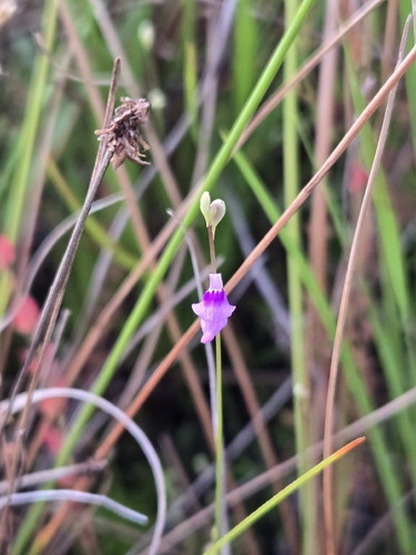 Utricularia caerulea, photograph 4