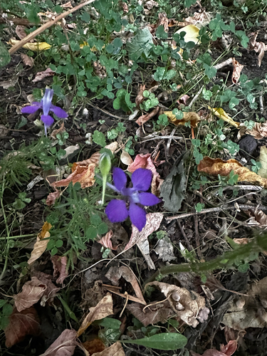 Delphinium ajacis observed 2026-08-14