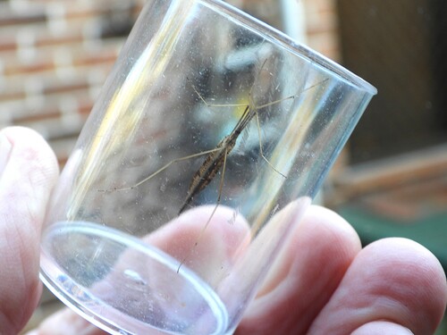 Spider Cranefly