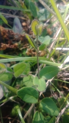 Lonicera hispidula