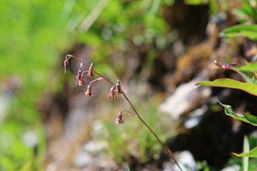 Anticlea occidentalis, photograph 3
